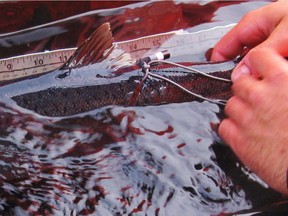 Scientists in the Scott Hinch lab use trackers to learn the secrets of salmon.