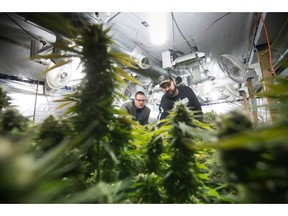 Yan Boissonneault, left, and James Gallagher, licensed medical marijuana growers, are seen at a legal medical grow-op they oversee, in Mission, B.C., on Wednesday December 5, 2018. They operate a handful of small legal medical grow-ops in British Columbia and are among the "craft" producers who hope to use their skills in the fledgling recreational market by getting a new licence for microcultivation.