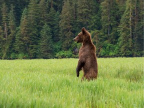 Conflicts between humans and bears in B.C. are on the rise, according to B.C.'s wildlife conservation service.
