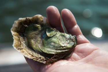 An oyster fresh from the water.
