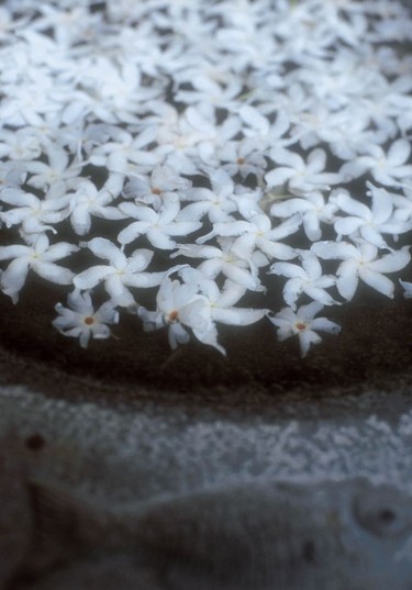 Flowers and offerings feature strongly in Sri Lankan daily life.