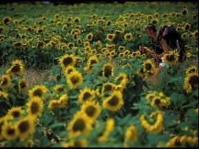 Simple elements, a hiker  among some sunflowers, Navarra, Spain.