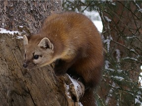 The American Marten thrives in mixedwood forests.