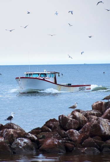 A lobster boat returns to harbour at Howards Cove, on P.E.I.'s west coast.