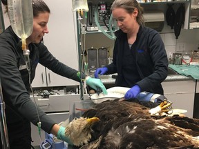 Cowichan Valley residents are being asked to keep an eye out for any "sleepy, 'drunken', or dead bald eagles" after 12 birds were found poisoned in the past week. Veterinarians are pictured two of the poisoned bald eagles that were rescued this week on Vancouver Island in the Cowichan Valley.