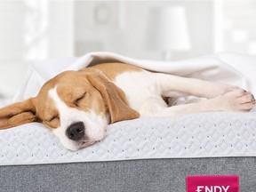 A dog enjoys a nap on an Endy bed.