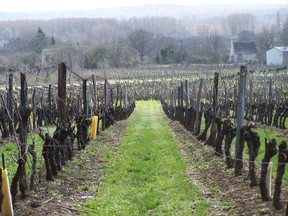 Cabernet Franc vines in St-Nicolas-de-Bourgueil: in the Loire Valley, the grape is bottled alone; but in Bordeaux, it is blended with Cabernet Sauvignon and Merlot.