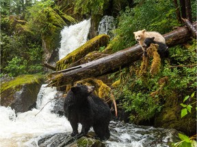 Just some of the stars of the new Ian McAllister-directed IMAX documentary Great Bear Rainforest.