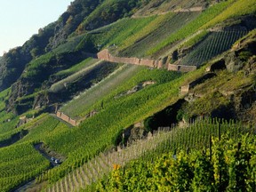 The Selbach family tends 24 hectares of vineyards on weathered Devonian slate in Middle Mosel.