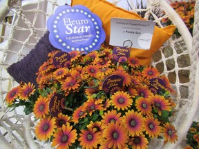 Talk about wow colour! This compact 'Purple Sun' osteospermum is an award winner.