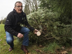 According to the Vancouver park board, up to 50 trees at sporadic spots throughout Langara Golf Course were felled by vandals over the past four weeks. Parks director Howard Normann shows off what remains of one felled tree on Jan. 30, 2019.