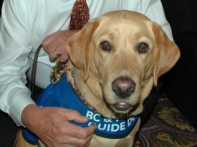 A guide dogs under training by B.C. & Alberta Guide Dogs. The agency has been asked by a trampoline park to held develop new entrance policies after staff recently refused entry to a society-trained dog that helps an autistic youth.