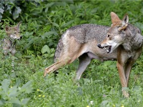 In this June 13, 2017 file photo, a red wolf female peers back at her 7-week old pup in their habitat at the Museum of Life and Science in Durham, N.C. A pack of wild canines found frolicking near the beaches of the Texas Gulf Coast have led to the discovery that red wolves, or at least an animal closely aligned with them, are enduring in secluded parts of the Southeast nearly 40 years after the animal was thought to have become extinct in the wild.