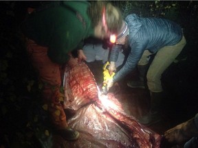 People cut up a moose carcass after being hit by a car in Alaska in this undated handout photo. Anyone who wants to pick up dead wildlife in B.C. needs a conservation officer to determine the meat is salvageable before they can get a permit to keep it.