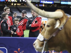 Georgia band members venture a closer look at Texas mascot Bevo before the Sugar Bowl NCAA college football game Tuesday, Jan. 1, 2019, in New Orleans.