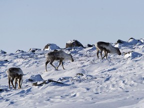 Wild caribou are seen near the Meadowbank Gold Mine in Nunavut on Monday, March 23, 2009. Three Canadian governments and several First Nations are expressing concerns to the U.S. over plans to open a massive cross-border caribou herd's calving ground to energy drilling, despite international agreements to protect it.