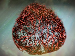 An illustration of vascular organoids, lab-made human blood vessels, at heart of a UBC Life Sciences Institute study that says growing blood vessels from stem cells could revolutionize treatment of vascular diseases.