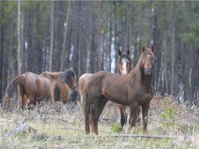 Hundreds of wild horses run free in the Chicotin, some with bloodlines that go back centuries.