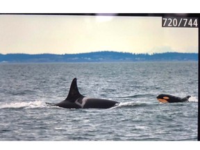 In a photo provided to Postmedia, L124 can be seen following L25, the oldest living SRKW.