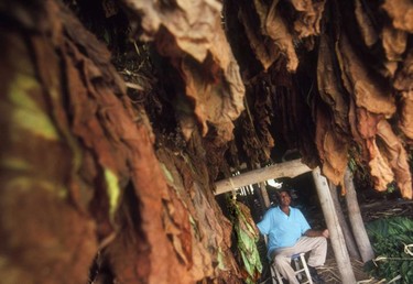 Tobacco leaves drying.