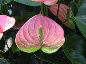 With their neat heart-shaped blooms, red, white and pink toned anthuriums are particularly popular for Valentine's Day.