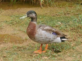 This handout photo taken in 2018 and released courtesy of Rae Finlay, the chief executive of the Niue Chamber of Commerce, to AFP on January 28, 2019 shows Trevor the duck on the Pacific island of Niue. - The lone duck named Trevor that lived on the tiny Pacific island nation of Niue has died, officials said on January 28, 2019, sparking an outpouring of grief from as far away as New Zealand.