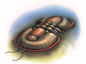 An Agnostid is shown in this handout image. The tiny remains of an extinct bug-like creature discovered at British Columbia's 500-million-year-old Burgess Shale fossil deposit adds a new branch to the evolutionary tree of life, says a PhD student who made the discovery.