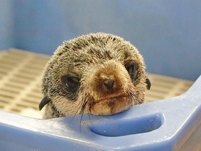 The Vancouver Aquarium Marine Mammal Rescue Centre has welcomed a new seal pup to the facility.