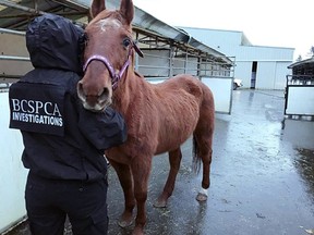 The B.C. SPCA is looking for help providing care, as well as new homes, for over two dozen horses seized from a Langley property after an animal-cruelty investigation.