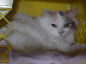 One of the 30 cats seized from a notorious Penticton hoarder in the latest raid.