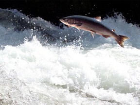 Salmon in the Fraser River near Clinton are struggling to get past a waterfall created by a rock slide last week.