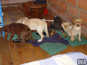 This 2005 photo provided by U.S. Drug Enforcement Administration officials shows puppies rescued from a farm in Colombia destined for use by a U.S. veterinarian working for a Colombian drug trafficking ring.