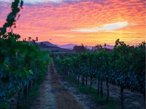 The Temecula Valley has become a hotspot for wine tourism.