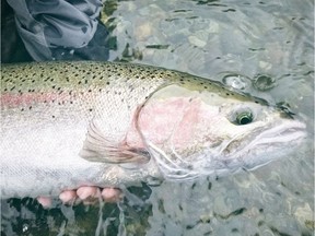 Steelhead spawning streams are among the most endangered rivers in B.C.