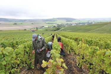 Grape pickers at work near Urville, in the "Côte des Bar" Champagne region.
