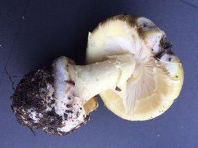 A "death cap" mushroom.