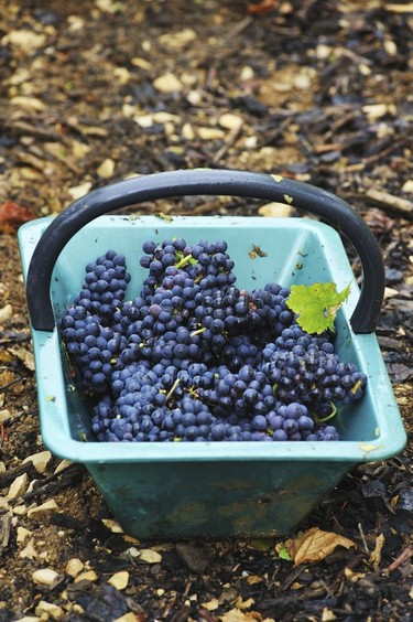 Grape basket detail.