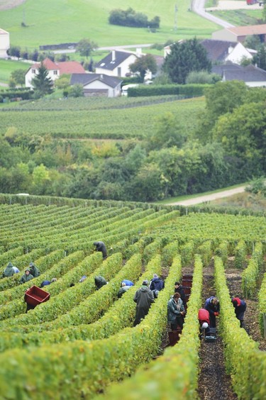 Grape pickers at work in the "Côte des Bar" Champagne region.