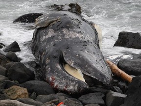 What’s believed to be a young, male grey whale is washed up on the rocks off East Sooke Park in Victoria in 2010. Four of the seven dead whales that washed ashore on Kodiak Island, Alaska, in 2018 were grey whales.