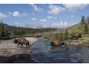 Wild plains bison cross the Panther River in Banff National Park in a handout photo.