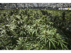 Mature cannabis plants are photographed at the CannTrust Niagara Greenhouse Facility during the grand opening event in Fenwick, Ont., on June 26, 2018.
