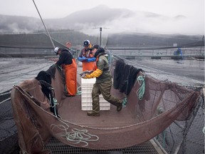 Aquatic science biologist Shawn Stenhouse releases an Atlantic salmon back into its tank during a Department of Fisheries and Oceans fish health audit at the Okisollo fish farm near Campbell River, B.C. Wednesday, Oct. 31, 2018.