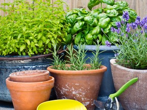 Budding Balconies’clever displays make the most
of every feature from grouped pots to vertical spaces with wall gardens