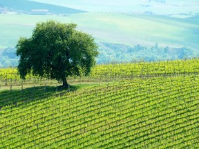 Il Poggione vineyard in Italy.