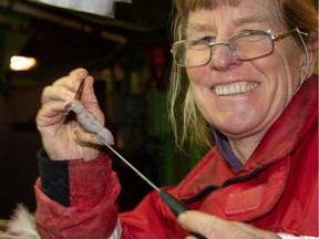 Laurie Weitkamp, a biologist at the Northwest Fisheries Science Center, examines the stomach of a salmon aboard the Russian research vessel Kaganovsky.