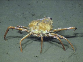 A Tanner crab is seen at 1,250 metres below the surface at Barkley Canyon in the northeast Pacific Ocean in a June 2016 handout photo. A new study from the University of Victoria shows tanner crabs feasting and snacking on methane-filled bacteria in the deep seafloor bed, which scientists say may be an adaptation to climate change.