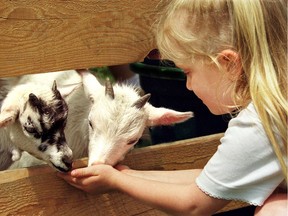 FILE PHOTO — On Tuesday, December 3, the City of Maple Ridge served the operators of the Meadows Family Farm Petting Zoo with formal notice to close their unlicensed business.