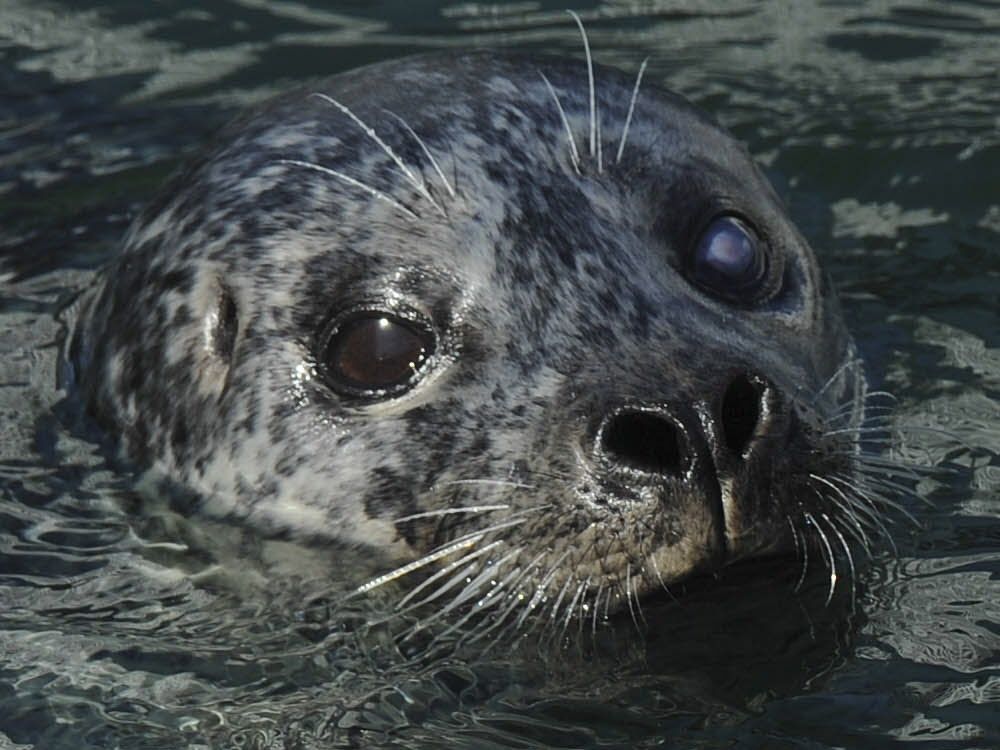 With 50-plus ringed seal sightings, Unalaskans start tracking the