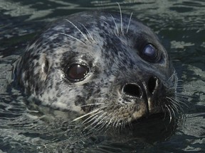 Harbours seals have staged a remarkable recovery in numbers since the 1970s.