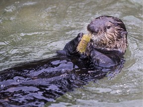 The Vancouver Aquarium is offering a number of unusual attraction mark Valentine's Day. Visitors can pay $10 to have a live sea urchin fed to a sea otter. If you ask nicely, Aquarium staff may name the urchin after an ex-lover.